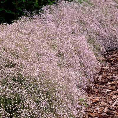 Гипсофила Пасифика - Dolina-Sad.Ru