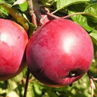 Яблоня Белорусское Сладкое/Зимняя Яблоня Белорусское Сладкое/Зимняя фото