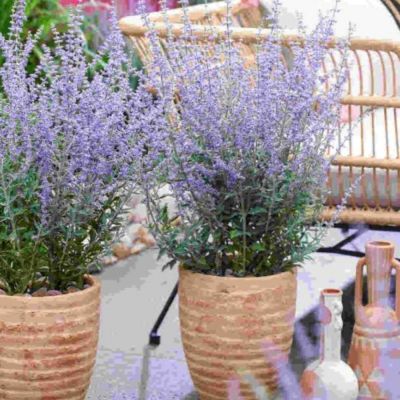 Перовския лебедолистная Прайм Тайм - Dolina-Sad.Ru