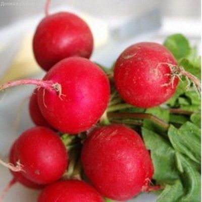 Редис Снегирек фото