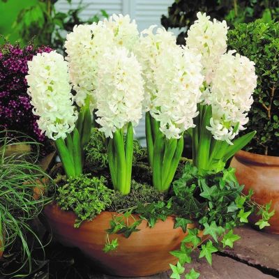 Гиацинт Карнеги Гиацинт Карнеги фото