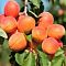 Абрикос Априум Абрикос Априум - Dolina-Sad.Ru
