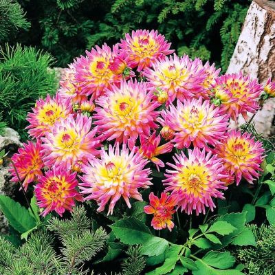 Георгина Мелоди Джипси фото