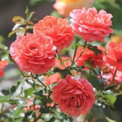 Роза Теодор Фонтейн Розе - Dolina-Sad.Ru