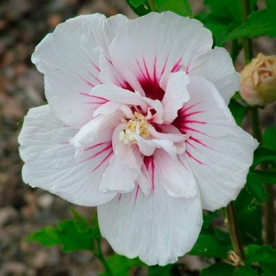 Гибискус сирийский Чайна Шиффон Гибискус сирийский Чайна Шиффон - Dolina-Sad.Ru