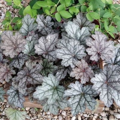 Гейхера Ворлд Кафе Корретто Гейхера Ворлд Кафе Корретто - Dolina-Sad.Ru