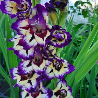 Гладиолус Циркус Клаб Гладиолус Циркус Клаб фото