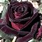 Роза Черная королева Роза Черная королева - Dolina-Sad.Ru