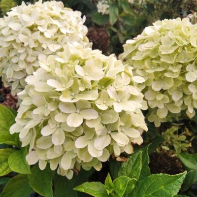 Гортензия метельчатая Литл Пассион, С3 Гортензия метельчатая Литл Пассион, С3 - Dolina-Sad.Ru