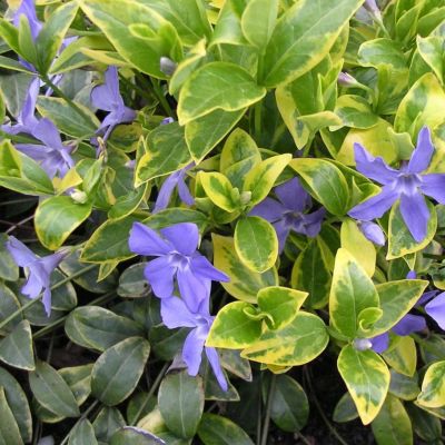 Витекс малый Ауреовариегата Витекс малый Ауреовариегата - Dolina-Sad.Ru