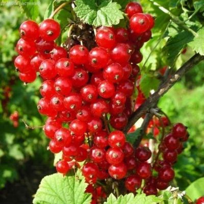 Смородина Красная Ненаглядная Смородина Красная Ненаглядная фото