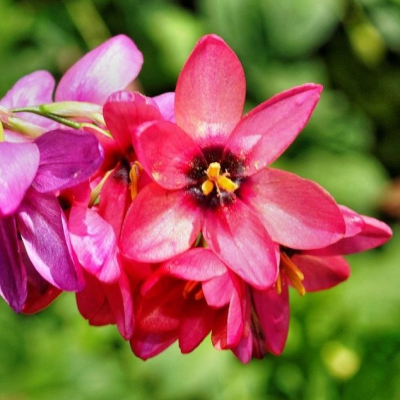 Иксия Венус фото