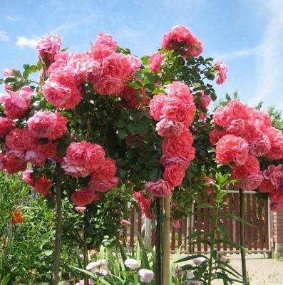 Роза Пинк Роза Пинк фото