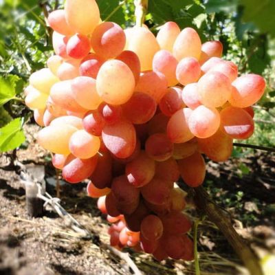 Виноград София Виноград София фото