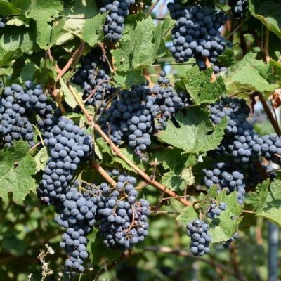 Виноград Страшенский - Dolina-Sad.Ru