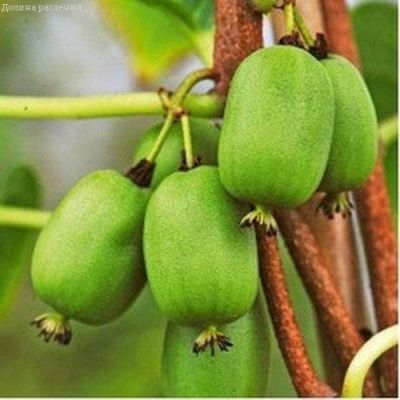 Актинидия Вити-Киви фото