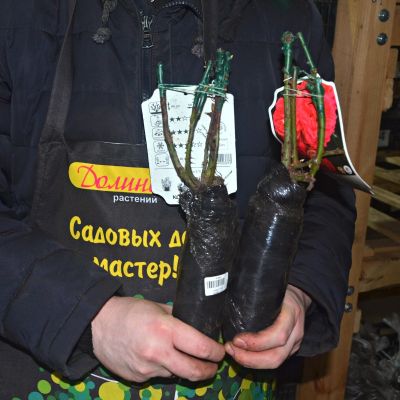 Роза Зоммерзонне - Dolina-Sad.Ru