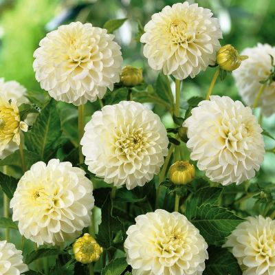 Георгина Уайт Астер Георгина Уайт Астер фото