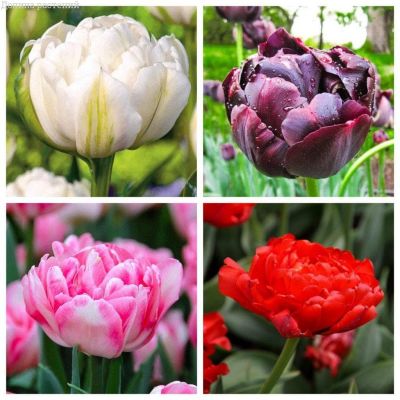 Комплект пионовидных тюльпанов Комплект пионовидных тюльпанов фото