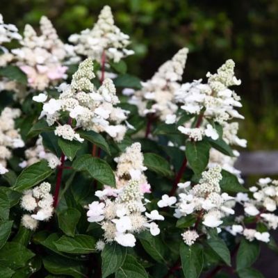 Гортензия метельчатая Инфинити Гортензия метельчатая Инфинити - Dolina-Sad.Ru
