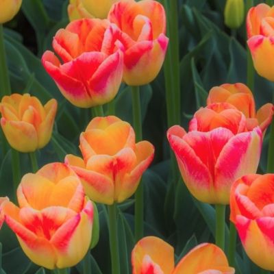 Тюльпан Кэнди Корнер Тюльпан Кэнди Корнер - Dolina-Sad.Ru