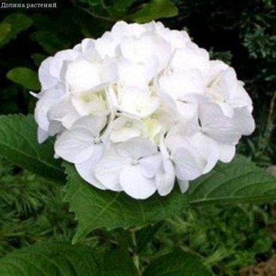 Гортензия крупнолистная Сестра Тереза Гортензия крупнолистная Сестра Тереза фото