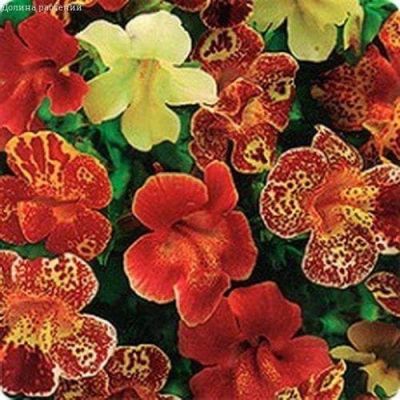 Мимулюс Водевиль Мимулюс Водевиль фото