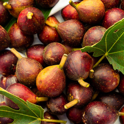 Инжир Литтл Мисс Фигги фото