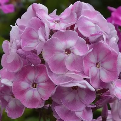 Флокс метельчатый Юник Олд Пинк Флокс метельчатый Юник Олд Пинк - Dolina-Sad.Ru