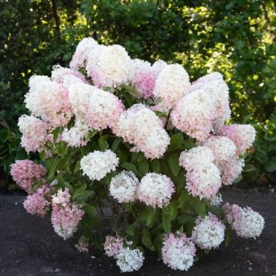 Гортензия метельчатая Расберри Пинк Гортензия метельчатая Расберри Пинк - Dolina-Sad.Ru