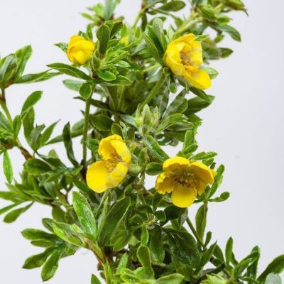 Лапчатка кустарниковая, С3 - Dolina-Sad.Ru