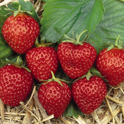Клубника Остара/Ремонтантная фото