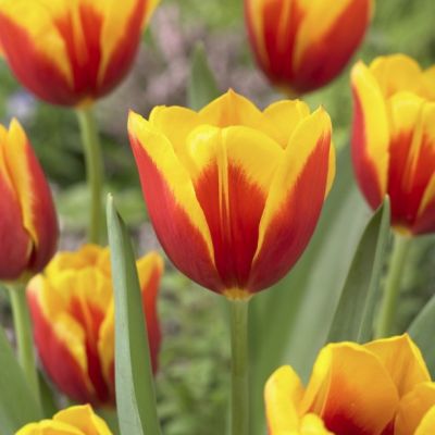 Тюльпан Кис Нелис Тюльпан Кис Нелис - Dolina-Sad.Ru