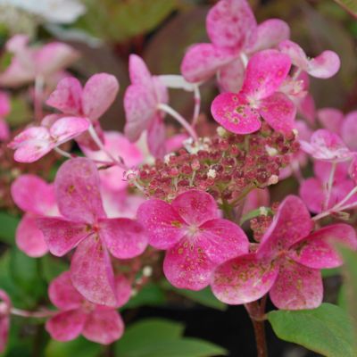 Гортензия метельчатая Эрли Сенсейшн Гортензия метельчатая Эрли Сенсейшн фото