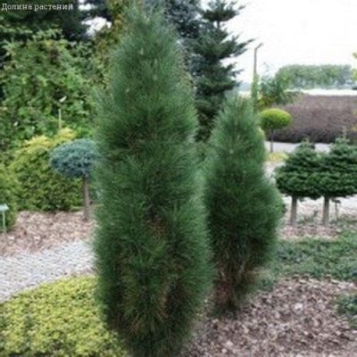 Сосна Черная Пирамидалис фото