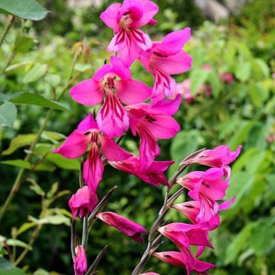 Гладиолус Бизантинус Гладиолус Бизантинус фото