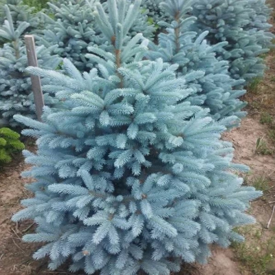 Ель колючая Глаука Маджестик Блю Ель колючая Глаука Маджестик Блю фото