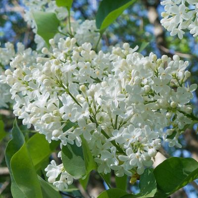 Сирень Мисс Элен Вильмонт фото