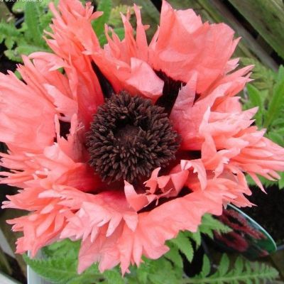 Папавер Пинк Руфл Папавер Пинк Руфл фото