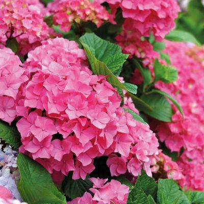 Гортензия крупнолистная Эрли Пинк Гортензия крупнолистная Эрли Пинк - Dolina-Sad.Ru