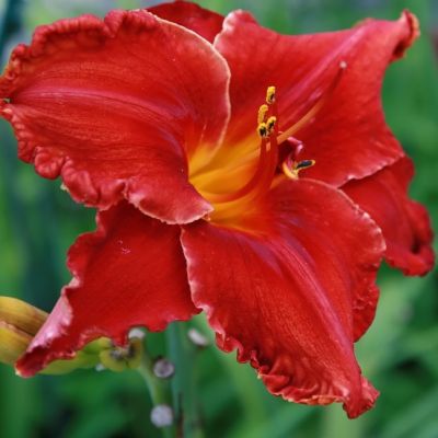 Лилейник Хей Зе (в горшке 1л) Лилейник Хей Зе (в горшке 1л) фото