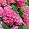 Гортензия крупнолистная Эрли Пинк Гортензия крупнолистная Эрли Пинк - Dolina-Sad.Ru