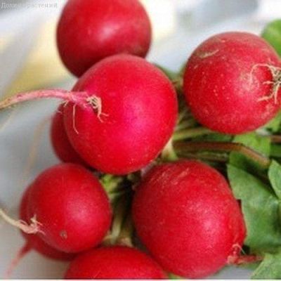 Редис Гусар, Урожай на окне фото