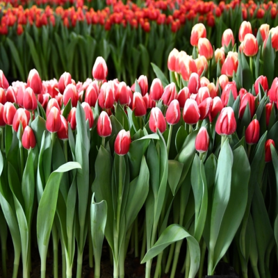 Тюльпан Де дайк Тюльпан Де дайк - Dolina-Sad.Ru