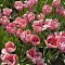 Тюльпан Салмон Импрешен Тюльпан Салмон Импрешен - Dolina-Sad.Ru