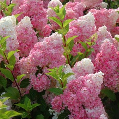 Гортензия метельчатая Ванилла Фрейз, С3 Гортензия метельчатая Ванилла Фрейз, С3 - Dolina-Sad.Ru
