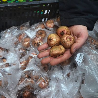 Гладиолус Альбандейра Гладиолус Альбандейра фото