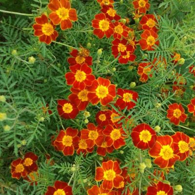 Бархатцы тонколистные Паприка фото