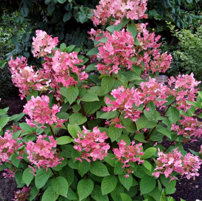 Гортензия метельчатая Эрли Сенсейшн Гортензия метельчатая Эрли Сенсейшн фото