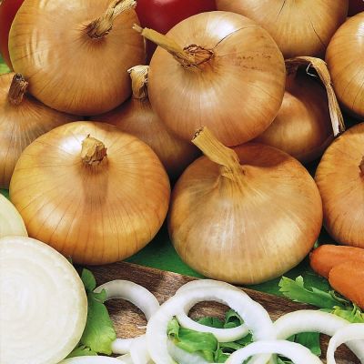 Лук Штуттгартер Ризен Лук Штуттгартер Ризен фото